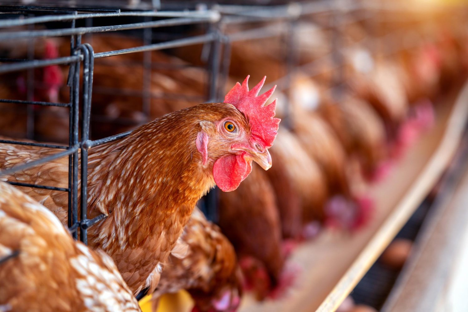 Laying hens in a poultry house