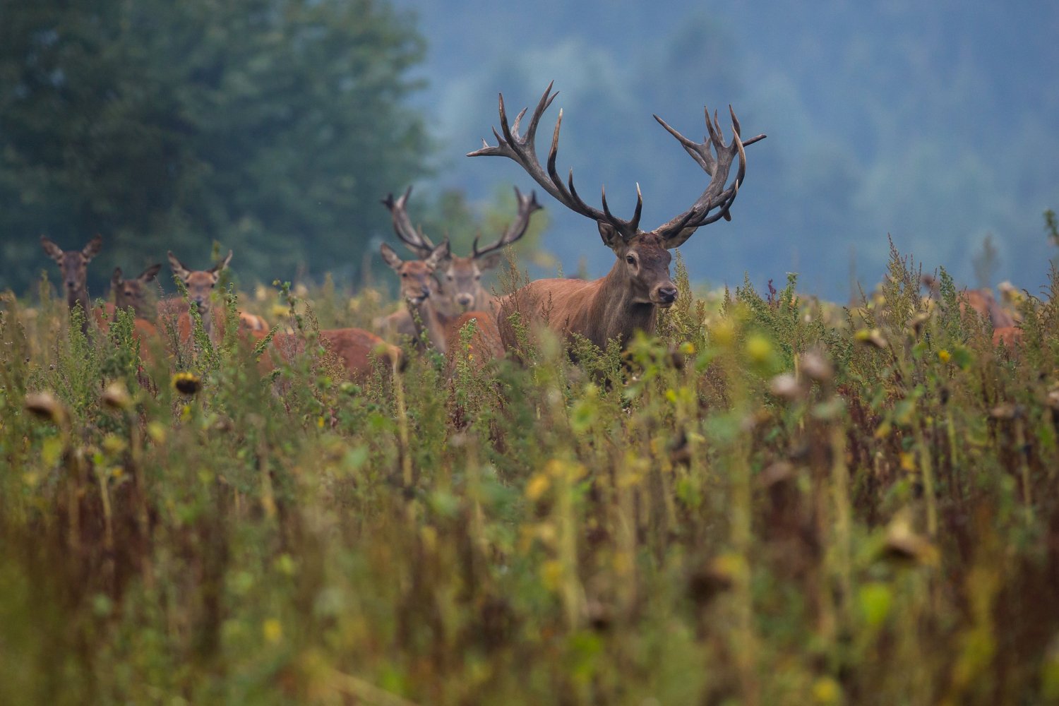 Red deer stag in a meadow at the edge of a forest