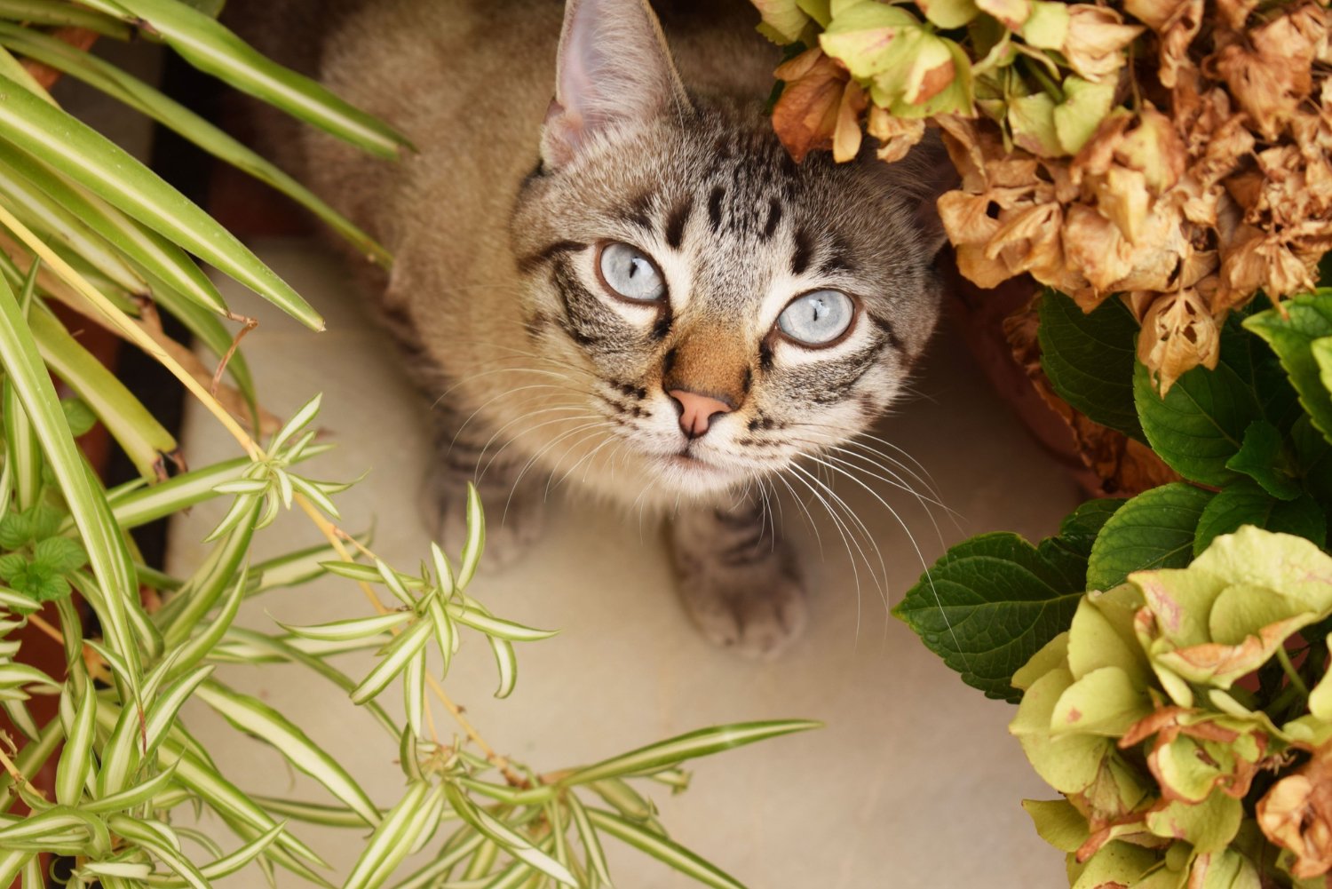 Tabby cat looking up among plants