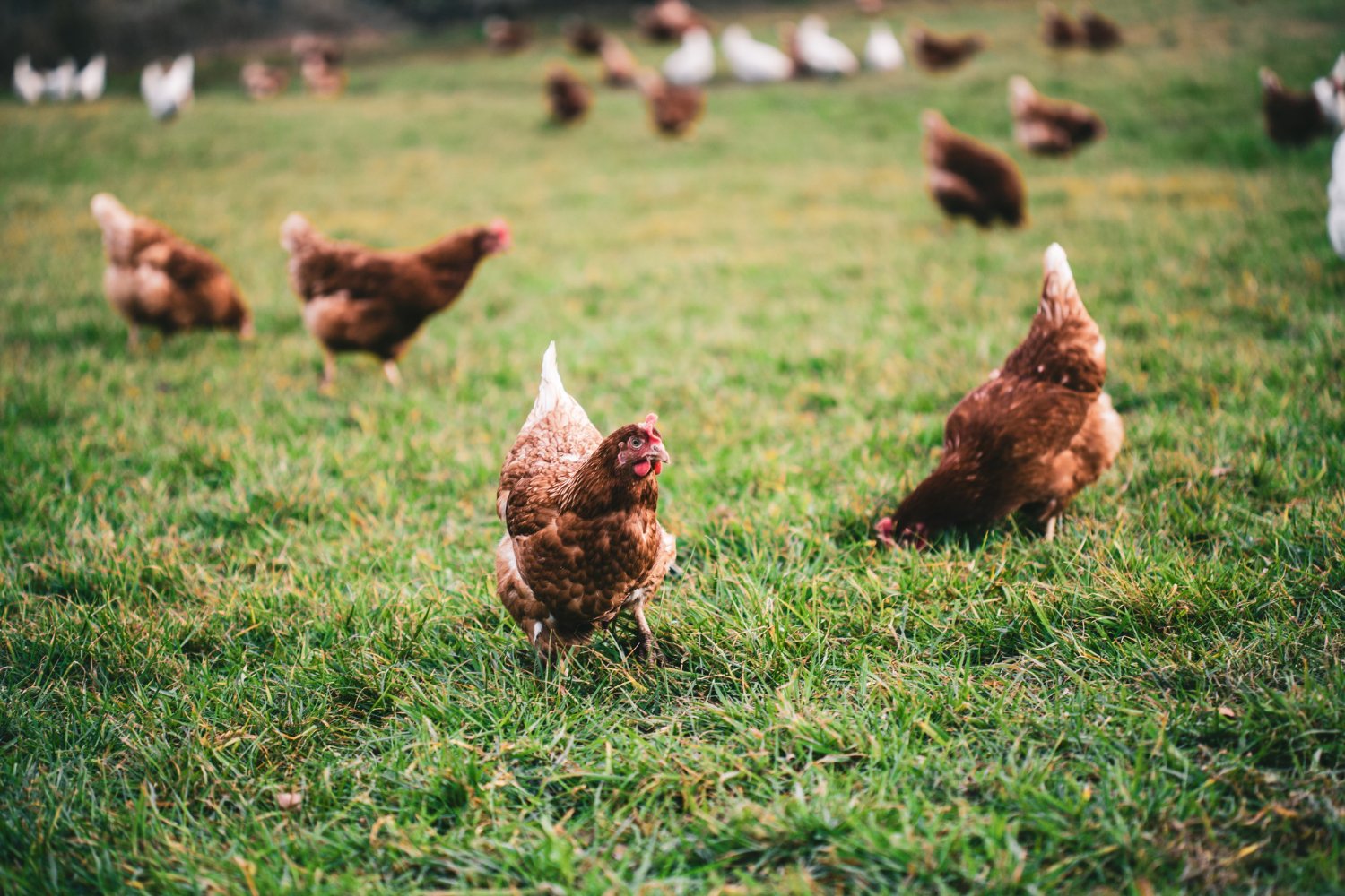 Brown laying hens on a grassy field