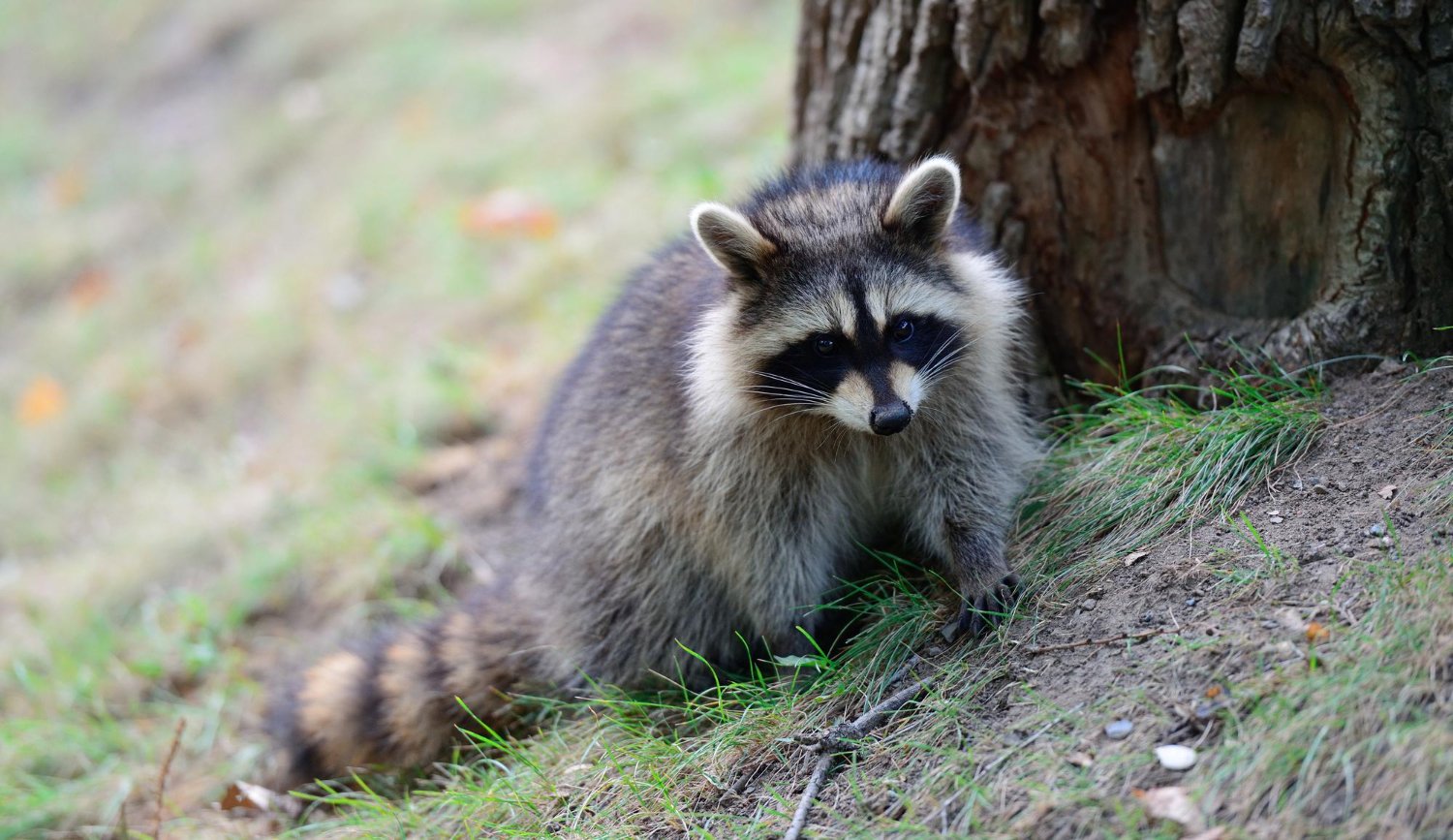 Raccoon by a tree trunk