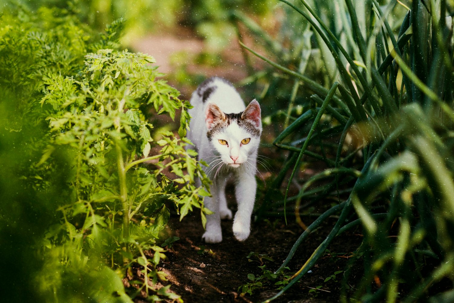 Cat creeping through a garden