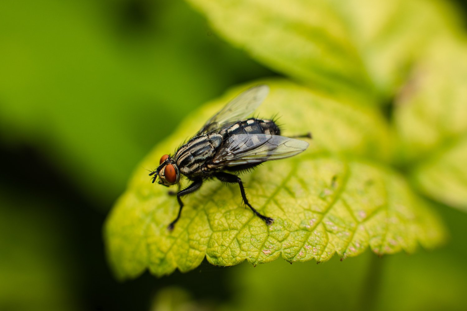 Fly on a green leaf