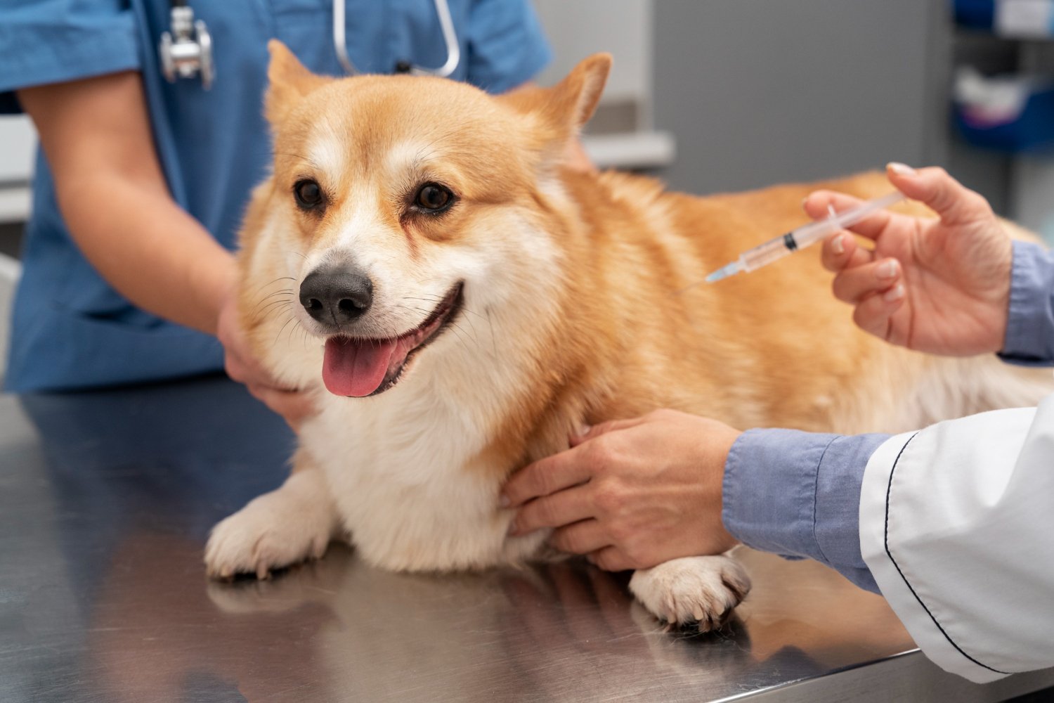 Corgi receiving an injection at the vet