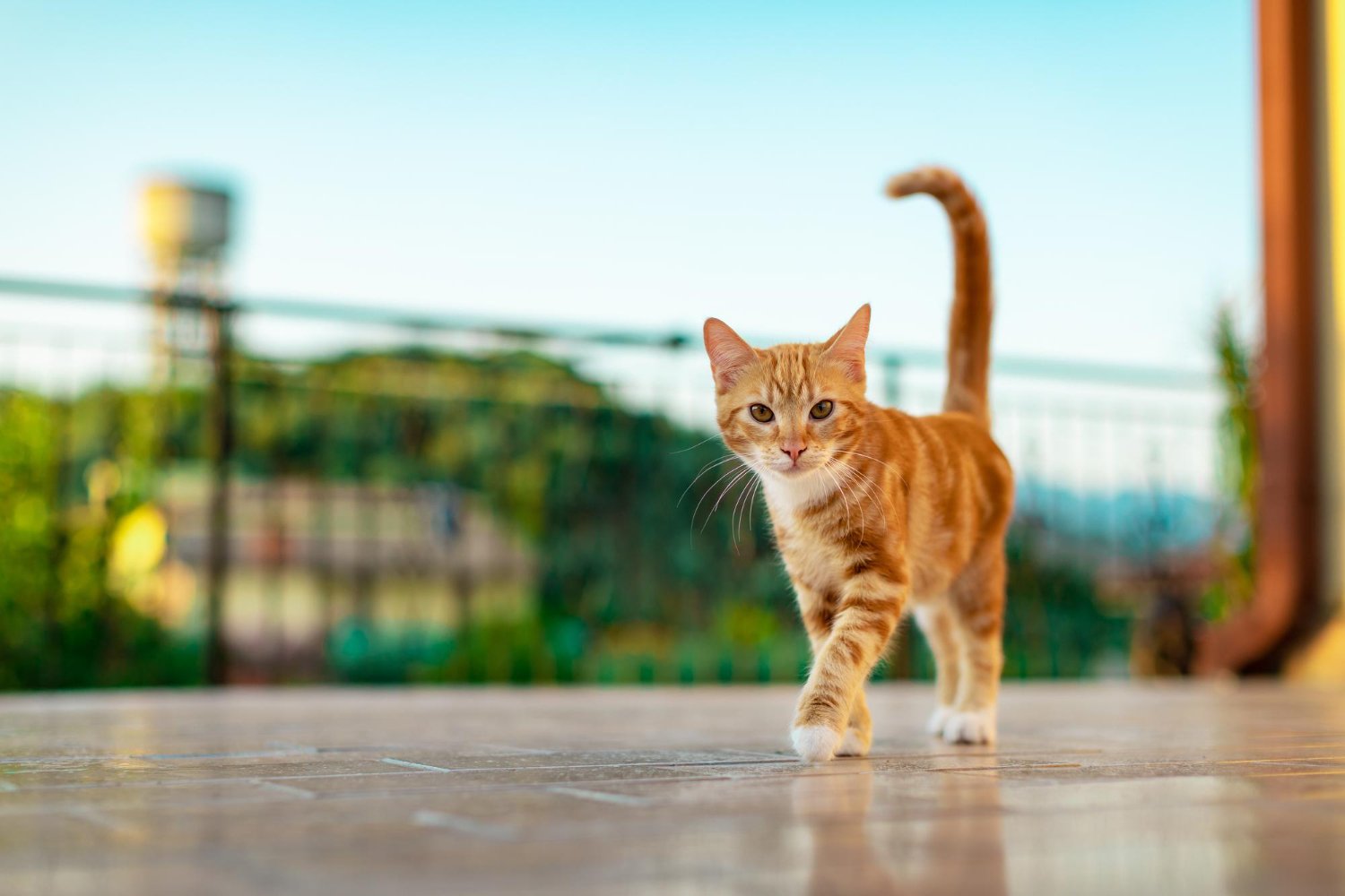 A cat wearing a collar outside a house