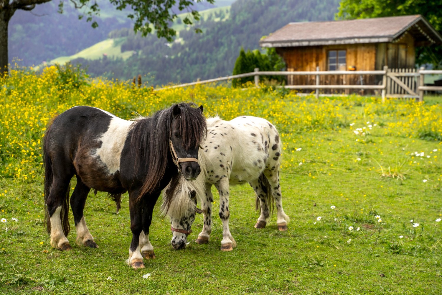 Two ponies on a meadow in front of a wooden stable